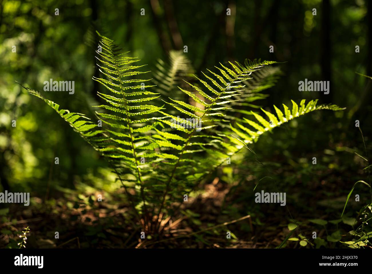 Beautiful shot of a Common lady fern (Athyrium filix-femina) in backlight in a pristine forest, Teutoburg Forest, Germany Stock Photo