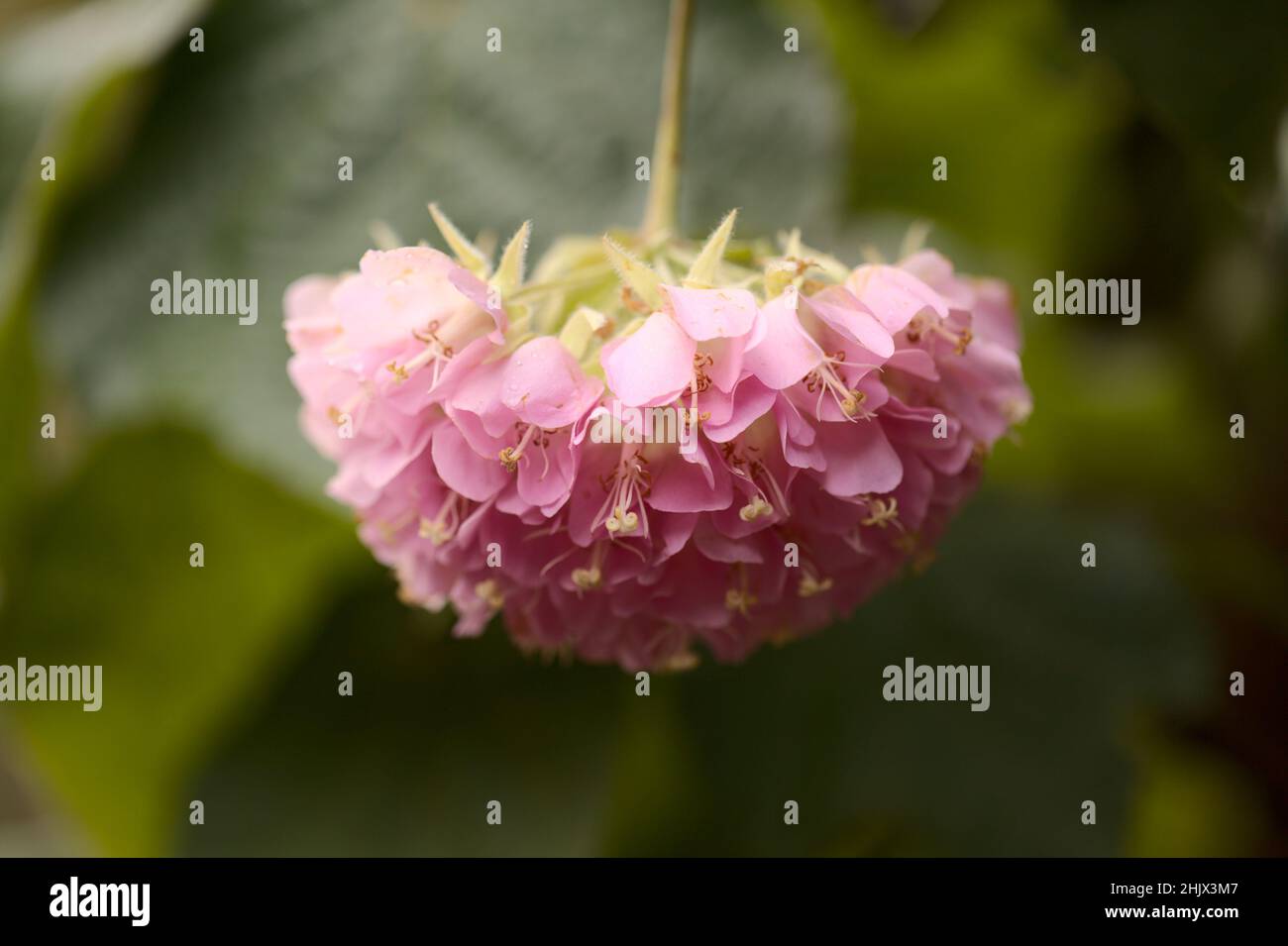 Flowering Dombeya wallichii, pink ball tree natural macro floral background Stock Photo