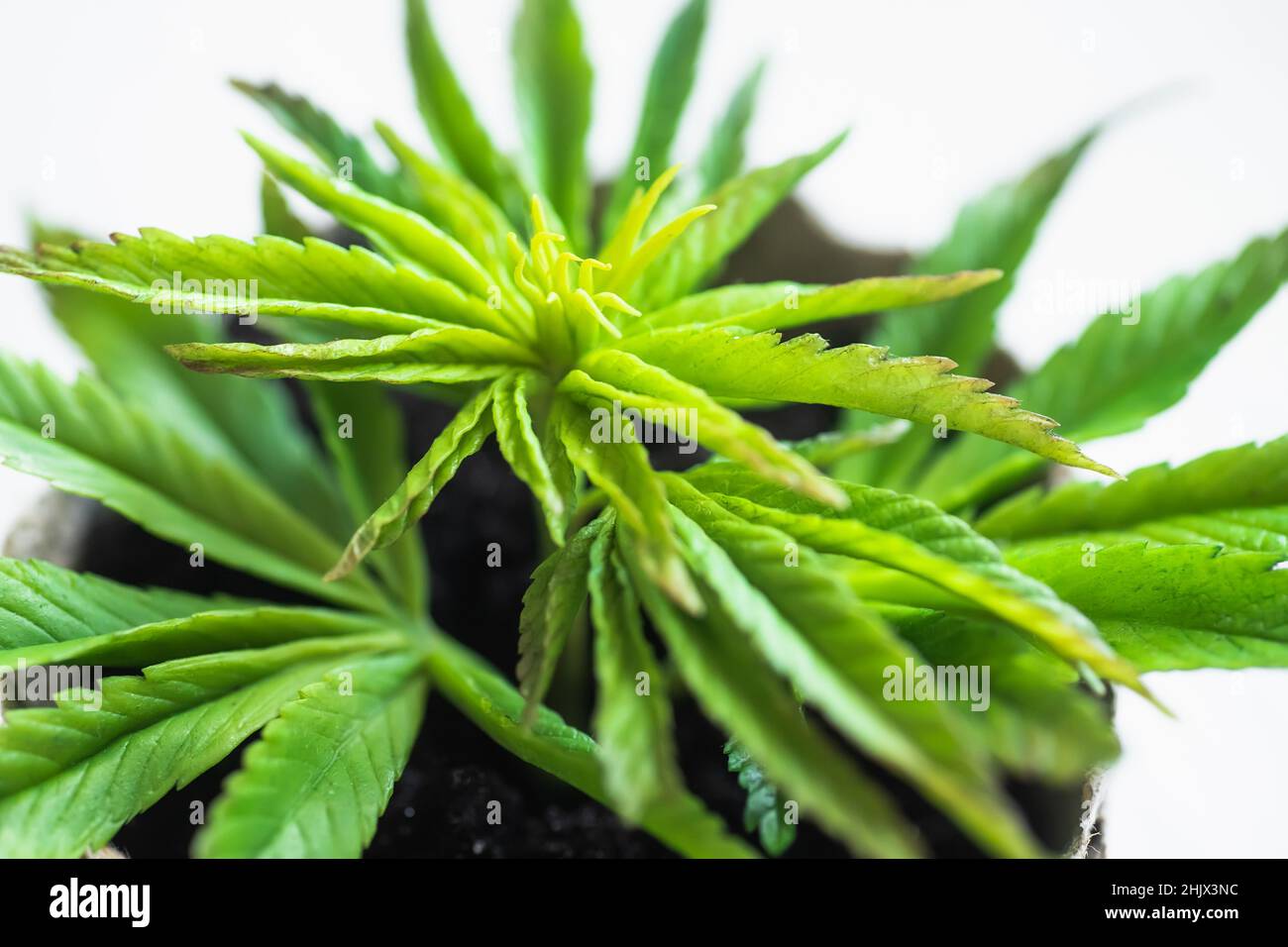 Hemp young plant close-up. Growing marijuana at home for medicinal needs. baby cannabis plant. Marijuana plantation farm concept. Stock Photo