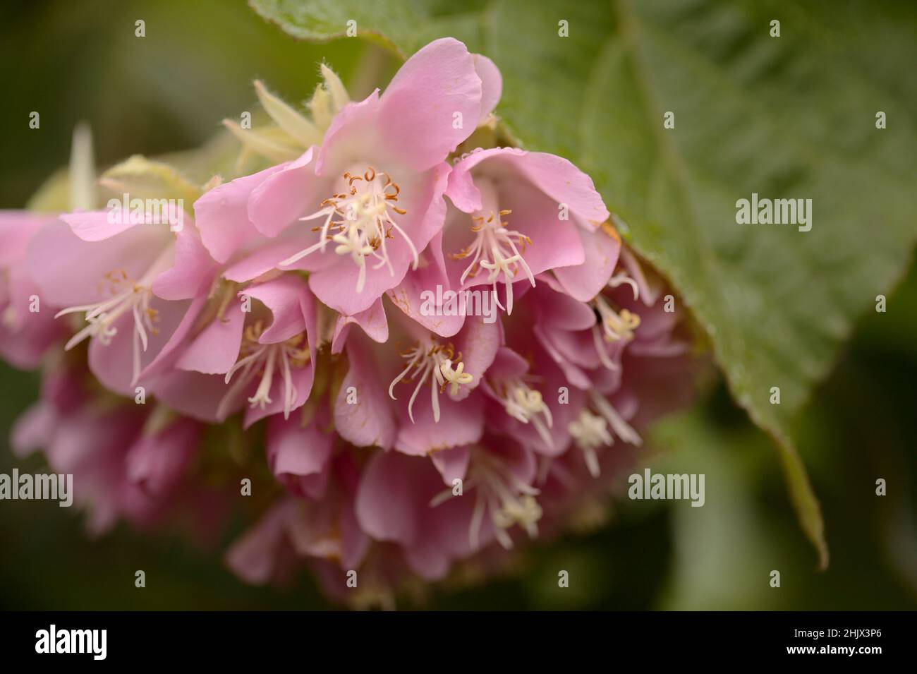 Flowering Dombeya wallichii, pink ball tree natural macro floral background Stock Photo