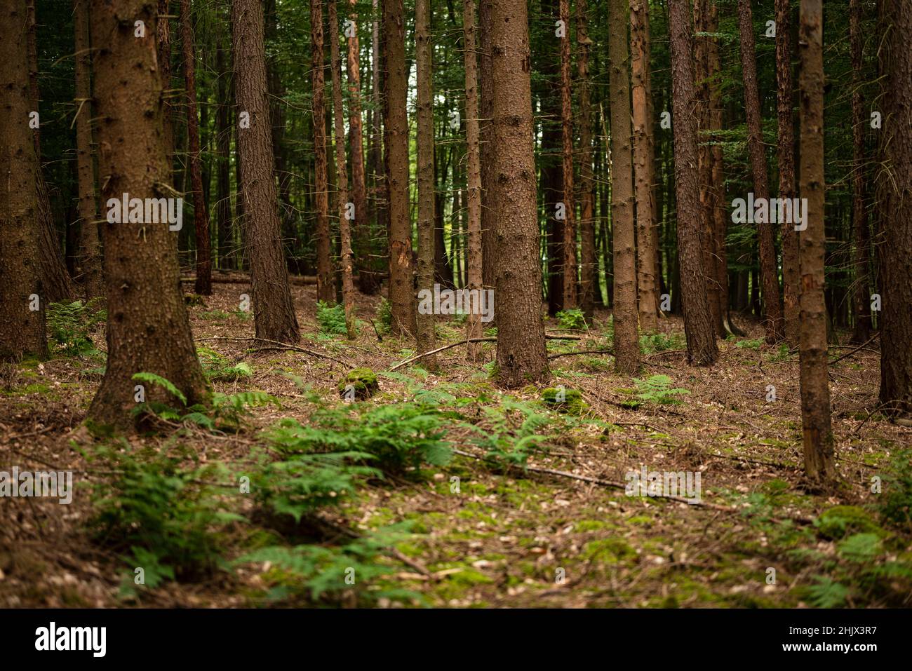 Trunks of fir trees in a coniferous forest with moss and fern on the floor, Weserbergland ,Germany Stock Photo