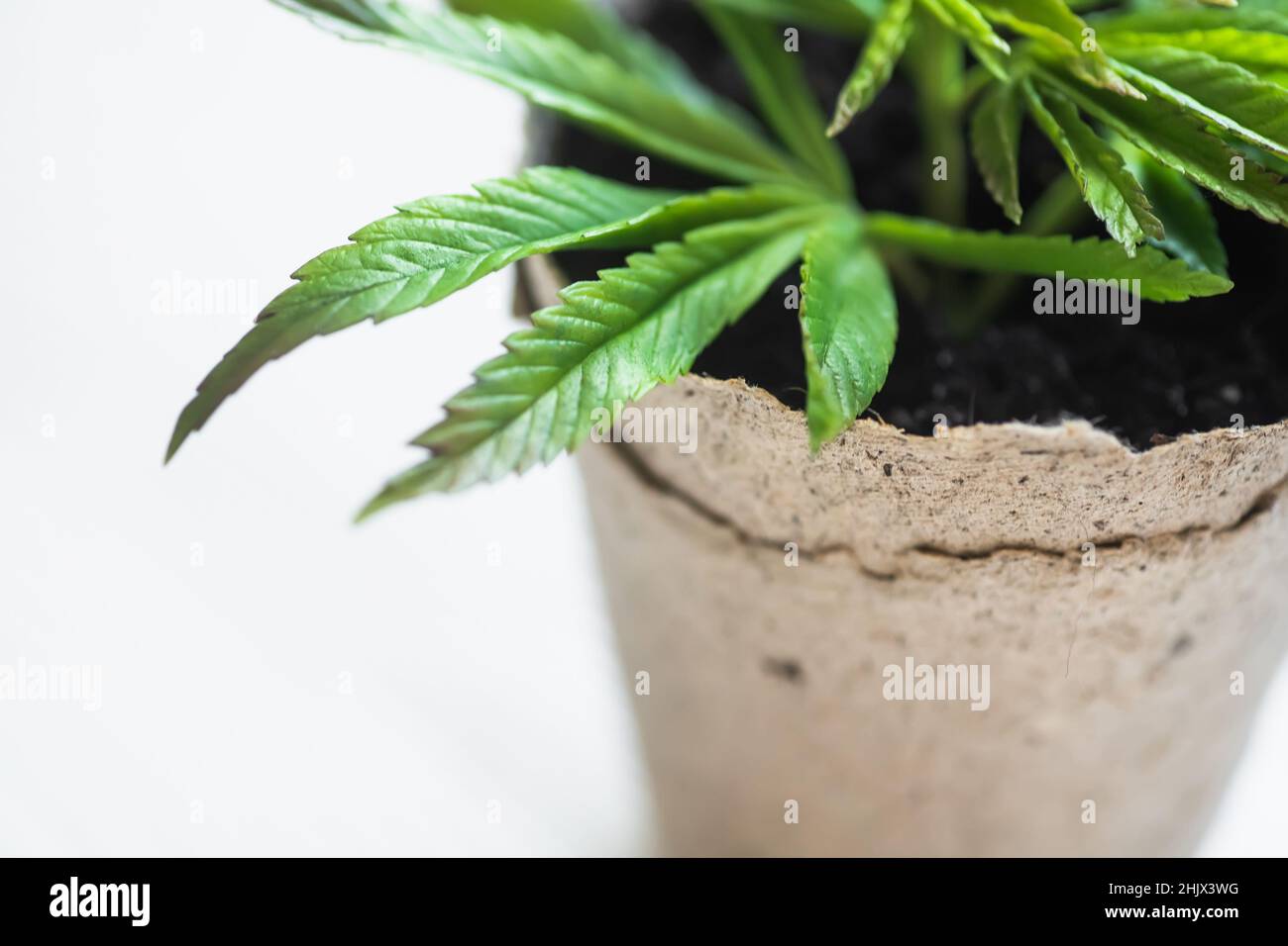 Growing hemp at home in pots of recyclable materials. Sprouts of young