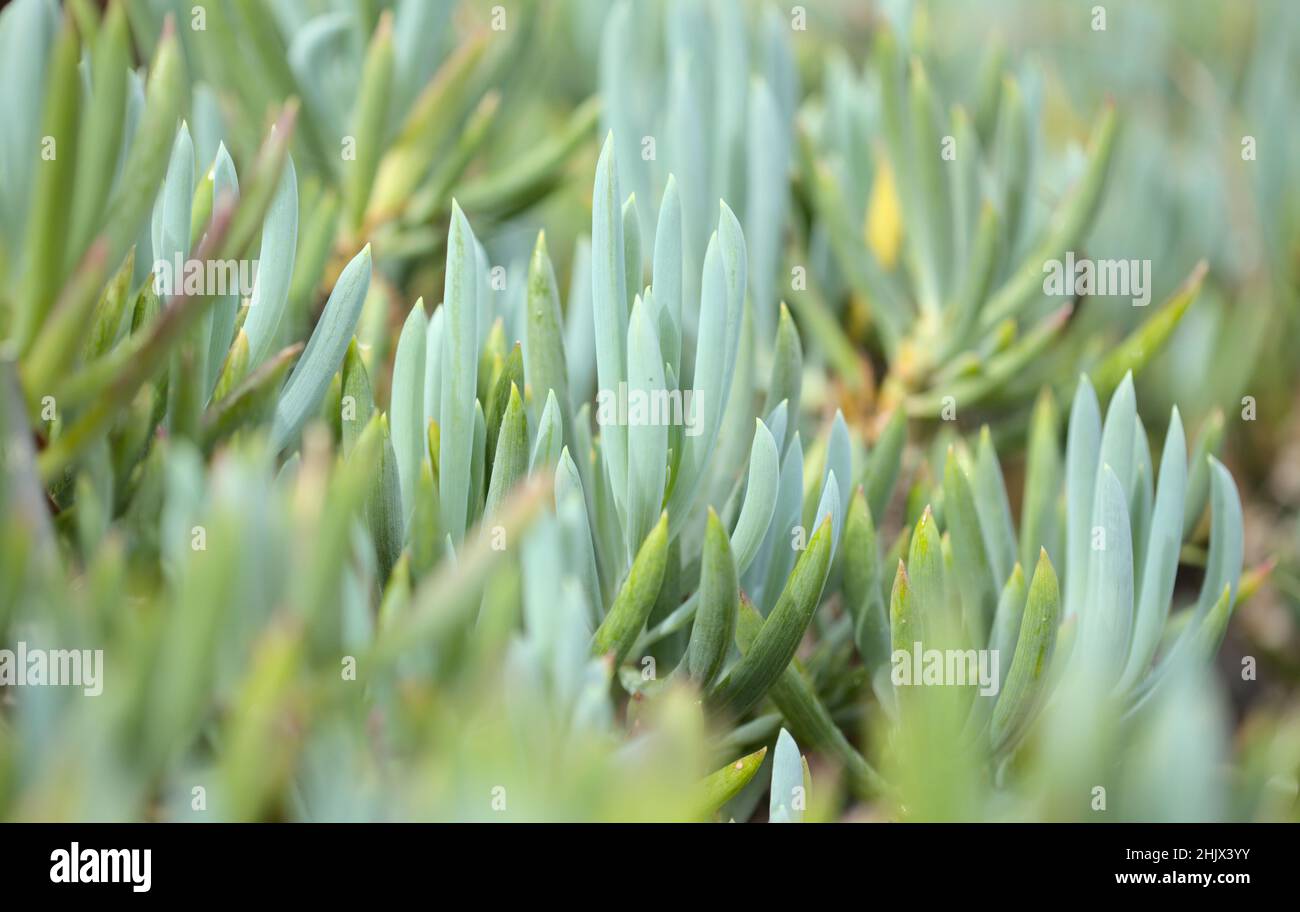 Curio repens aga blue finger plant attractive succulent leaves natural macro floral background Stock Photo