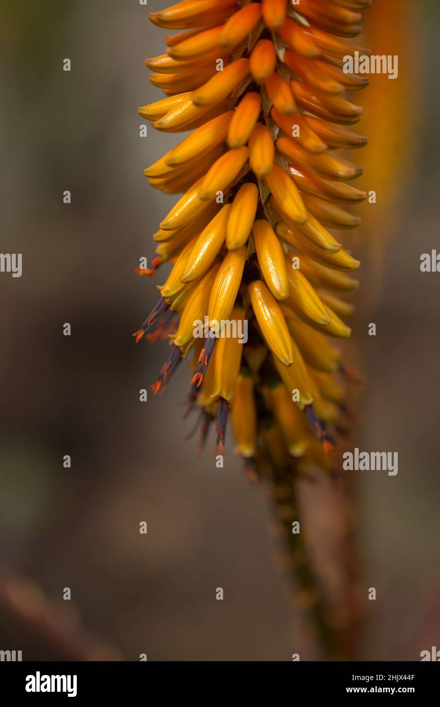 Aloe vaombe inflorescence with orange and yellow flowers, natural macro floral background Stock Photo