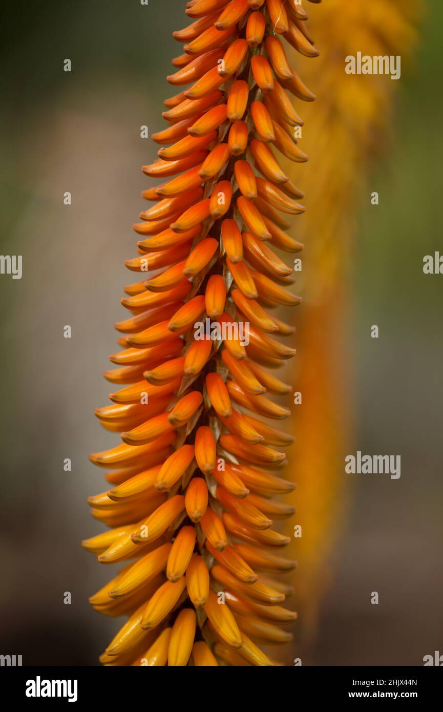 Aloe vaombe inflorescence with orange and yellow flowers, natural macro floral background Stock Photo