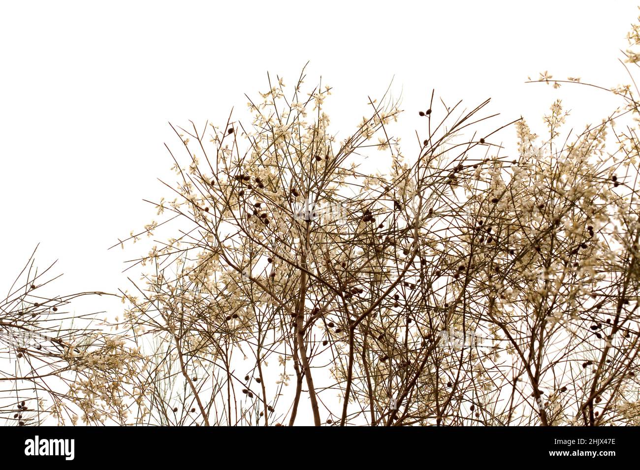 flora of Gran Canaria - Retama rhodorhizoides, broom species endemic to Canary Islands Stock Photo
