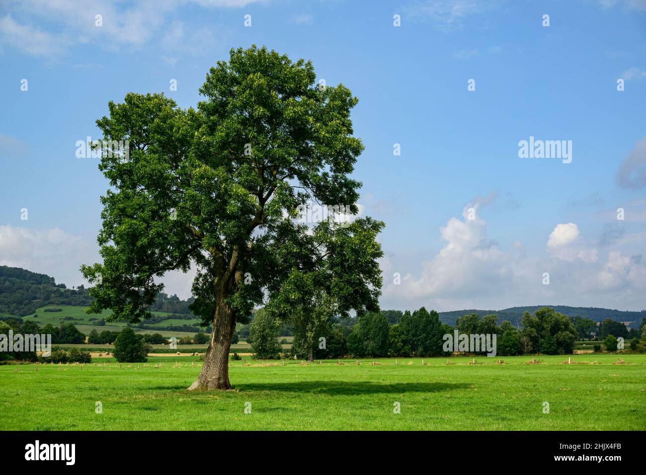 Beautiful solitary ash tree (Fraxinus excelsior) with green foliage on ...