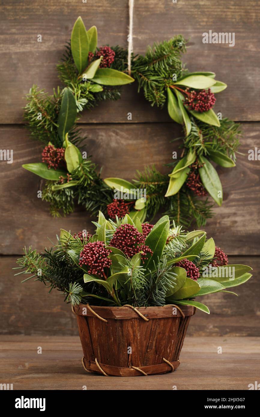 Floral arrangement with  skimmia (Skimmia japonica), an evergreen shrub and fir twigs. Festive decor Stock Photo