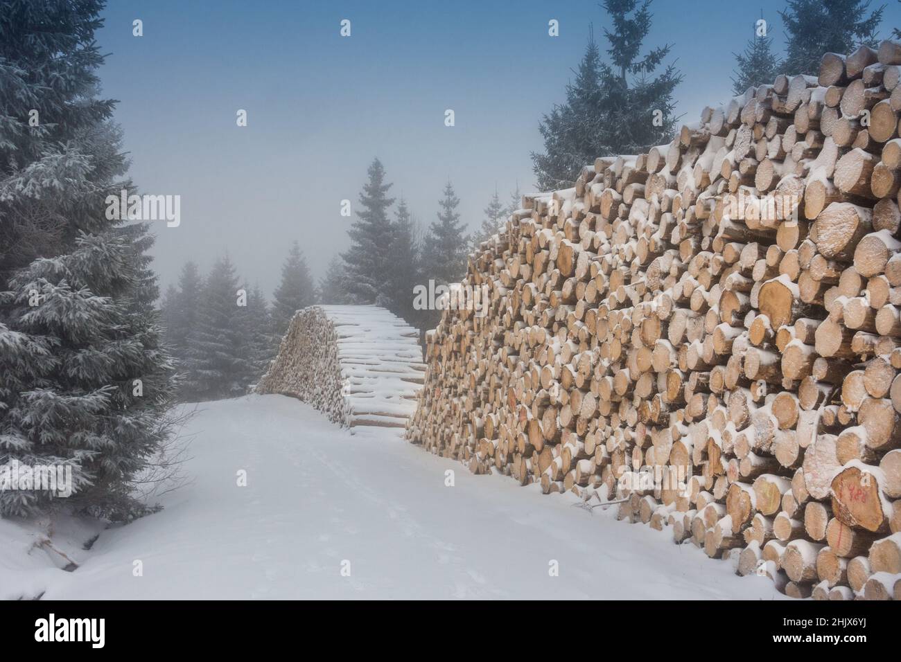 Stacked trees of the lumber industry in the snowwy Harz Mountains in Braunlage Germany. Stock Photo