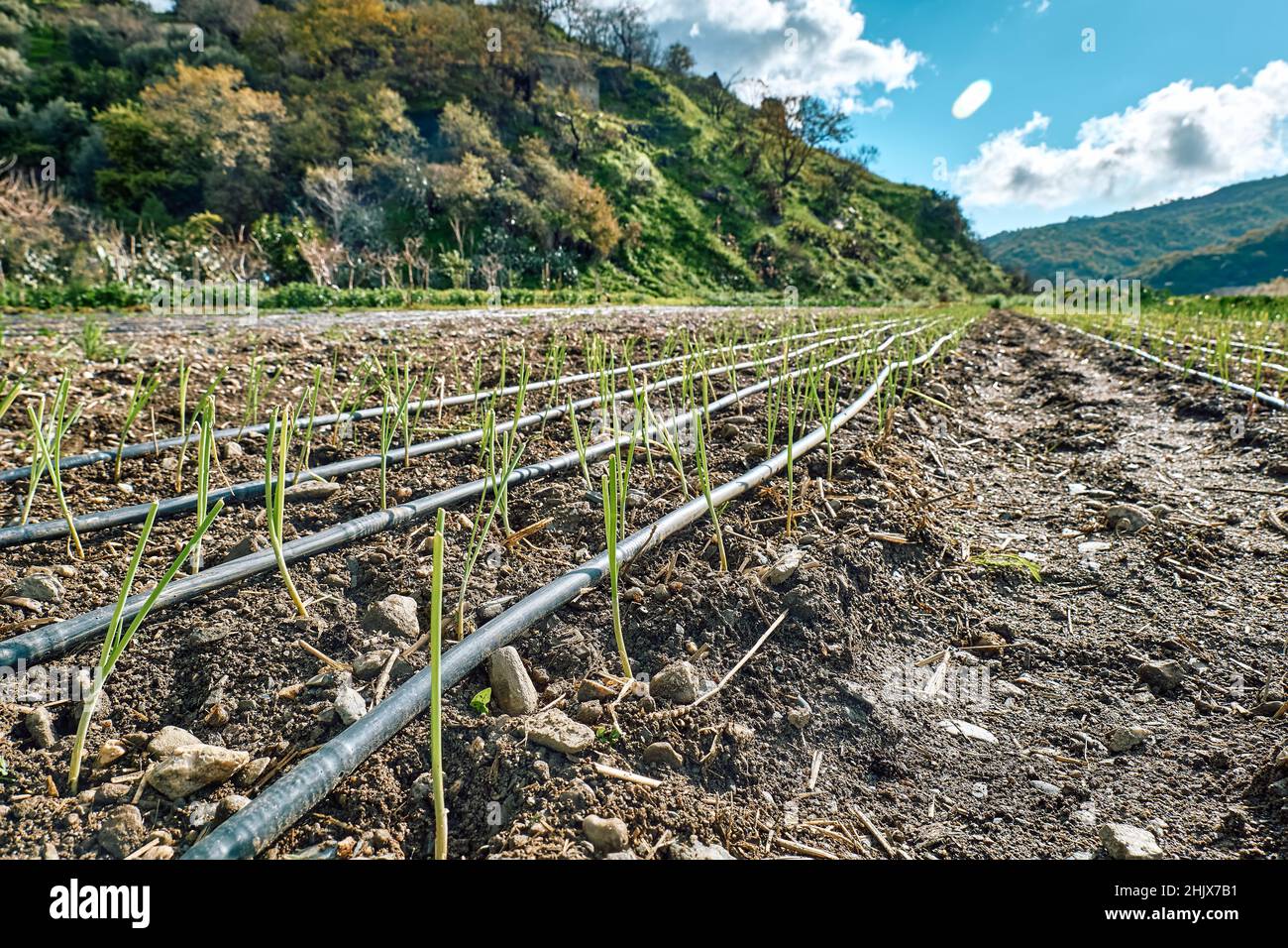 Growing plants onion plantation hi-res stock photography and images - Alamy