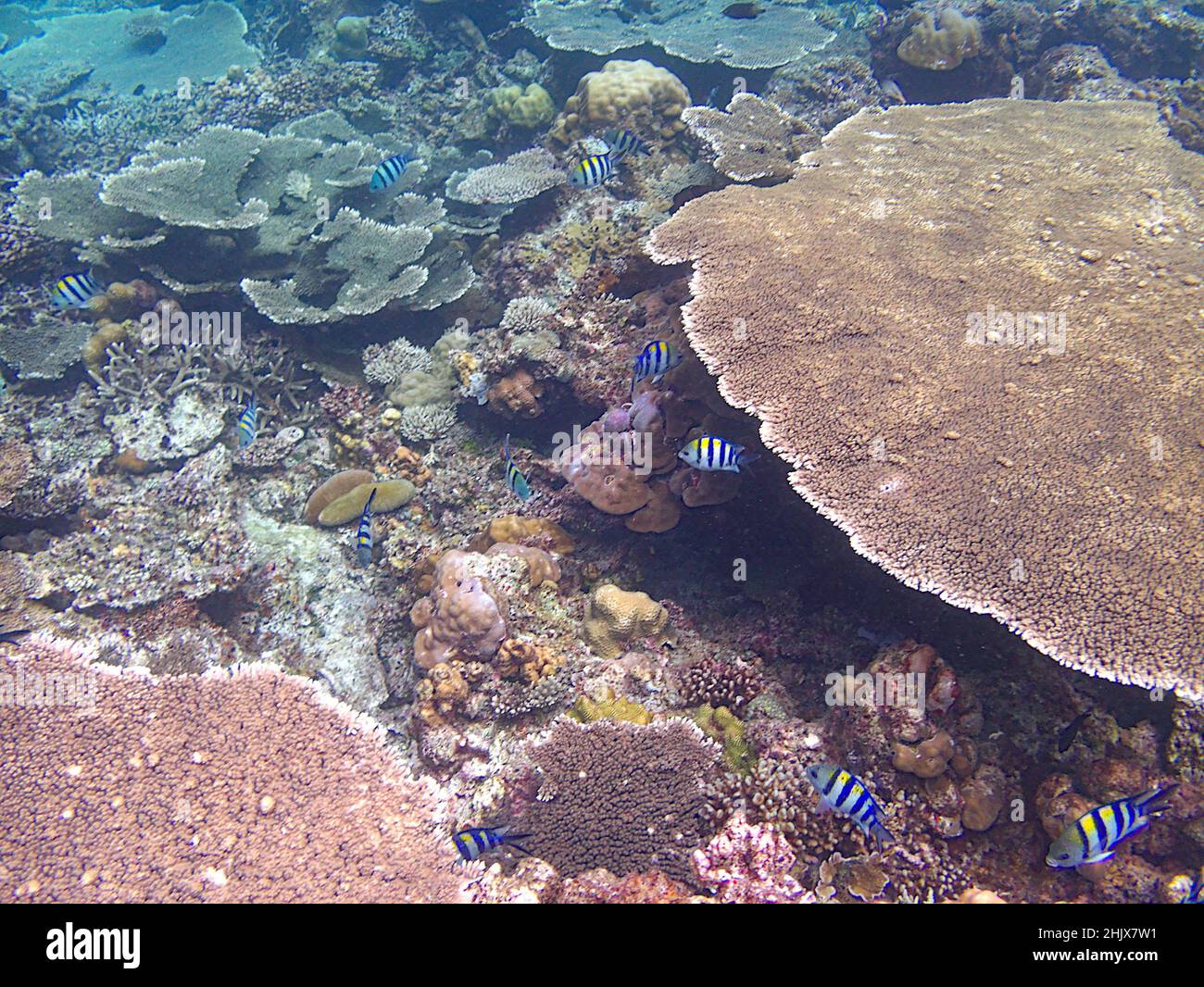 table corals in the sea Stock Photo