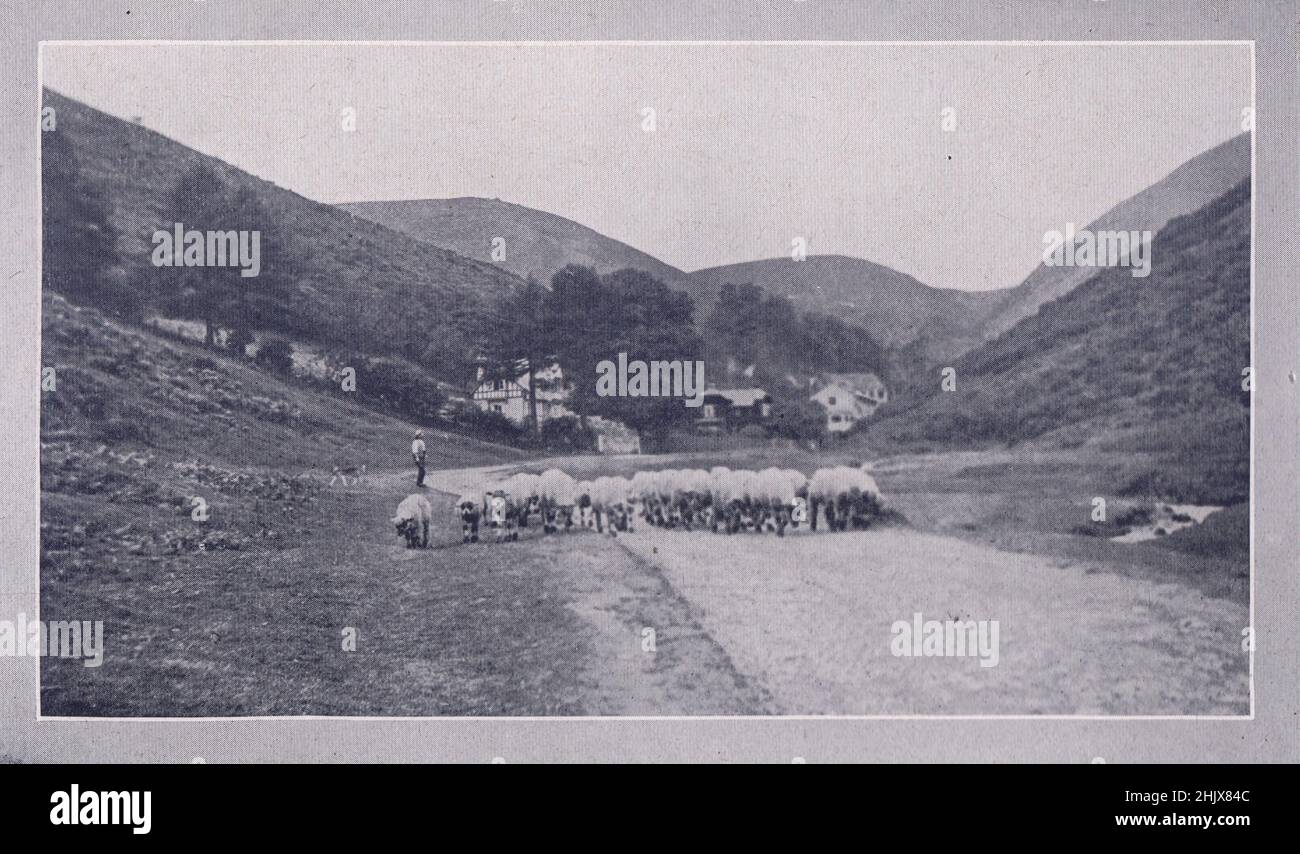 Sheep in a valley near Cardington. Shropshire (1923) Stock Photo