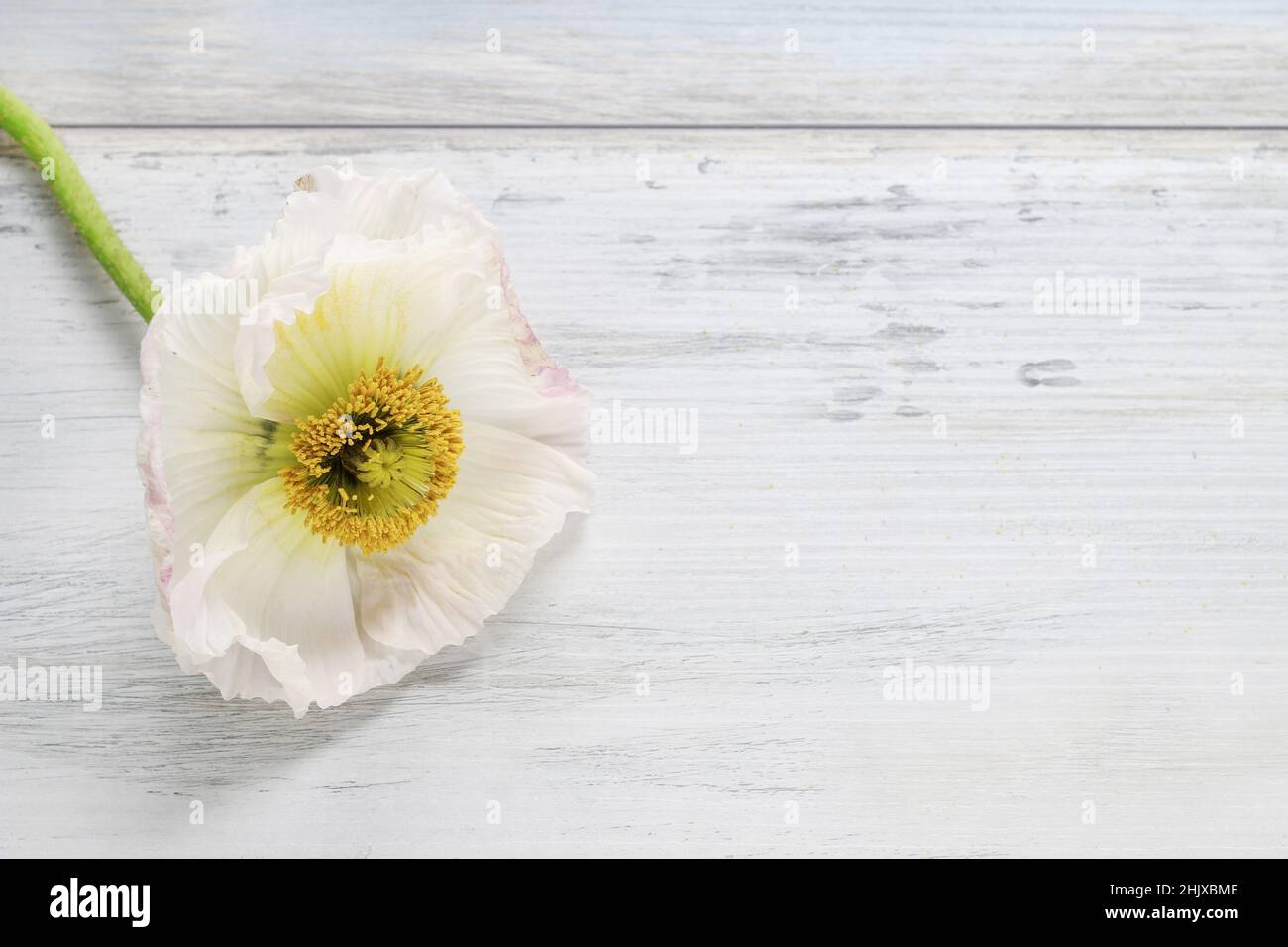 White poppy flower on rustic wooden background. Graphic resources Stock Photo