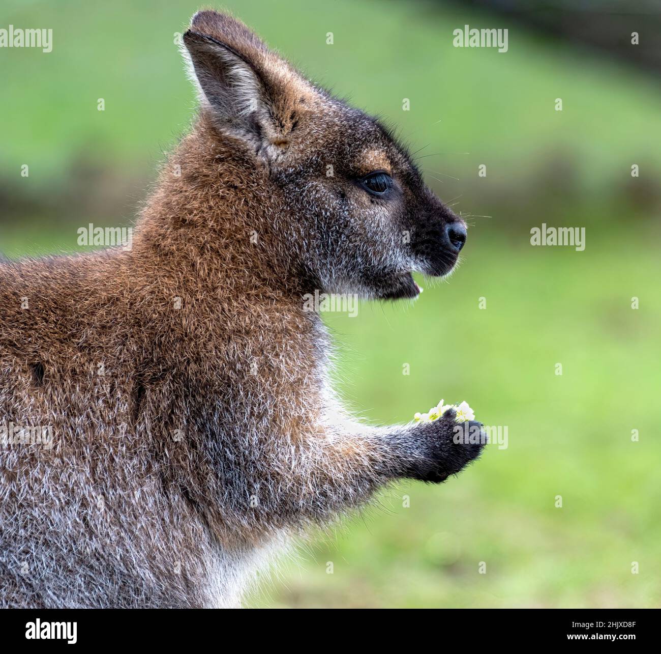 Bennett's Wallaby or Red-necked Wallaby portrait Stock Photo