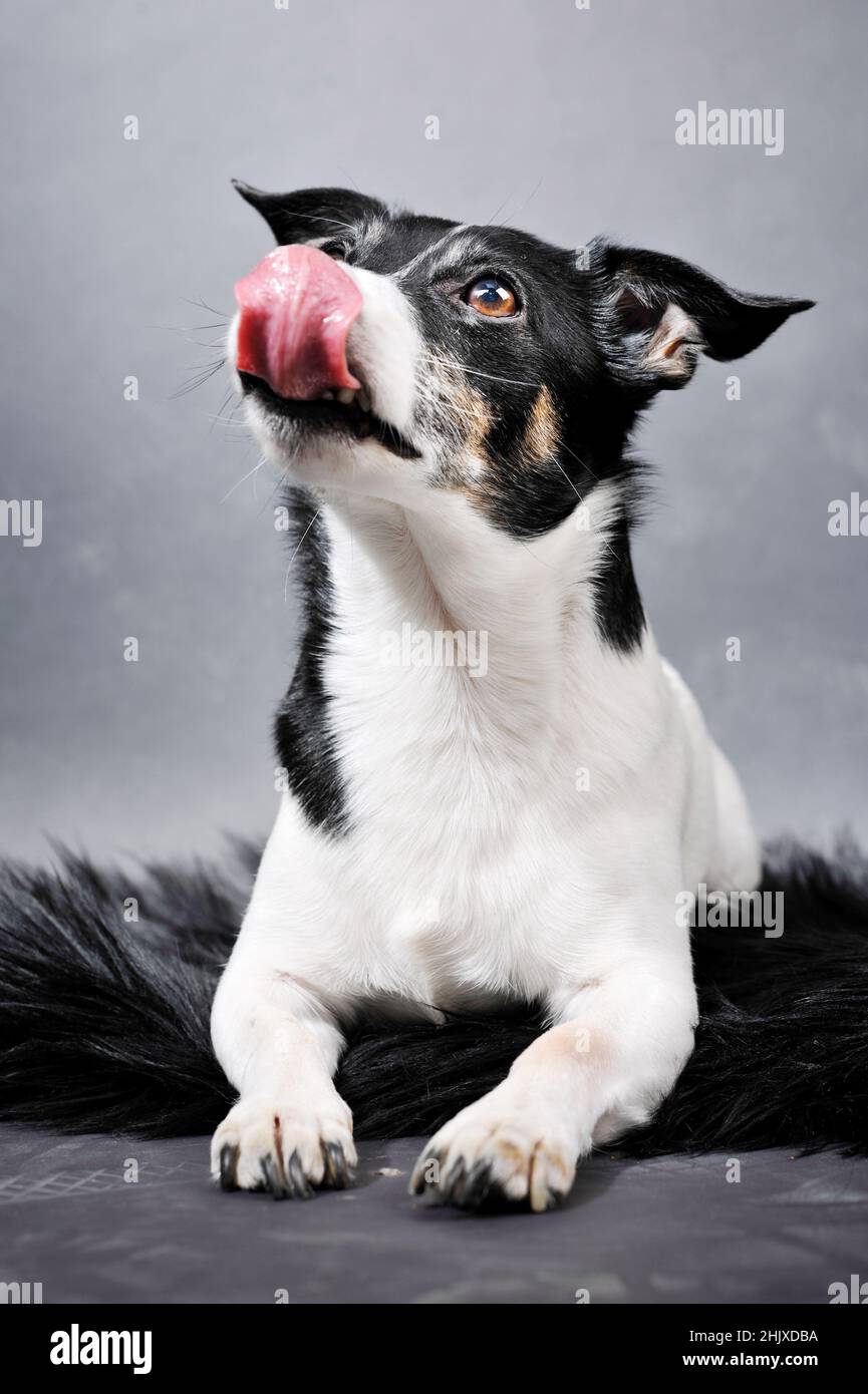 A black and white dog with brown eyes licks his tongue over the dog's snout. Stock Photo