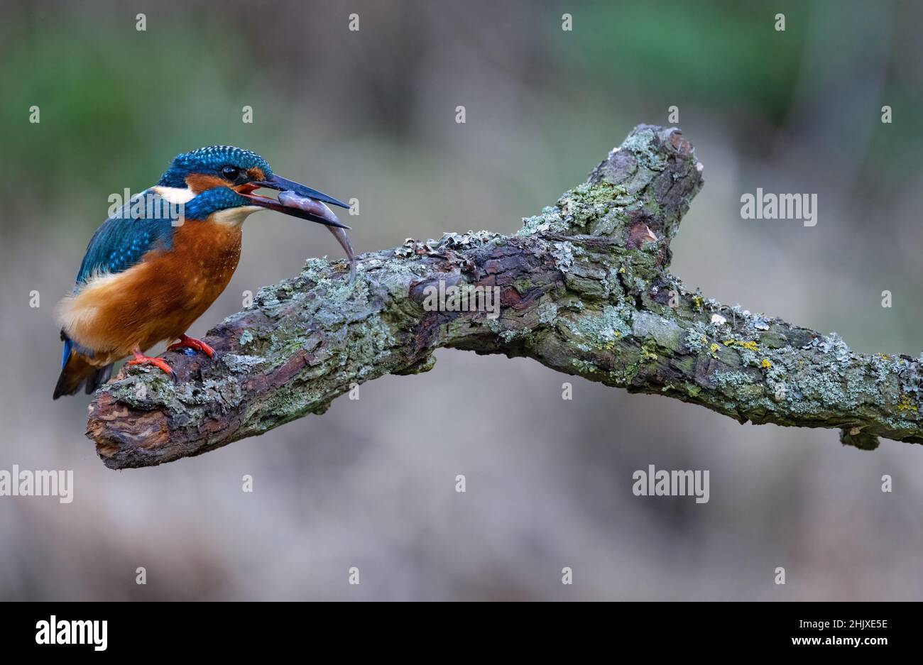 Kingfisher uses a perch to dive from to catch its prey from a local stream in the English countryside. Stock Photo