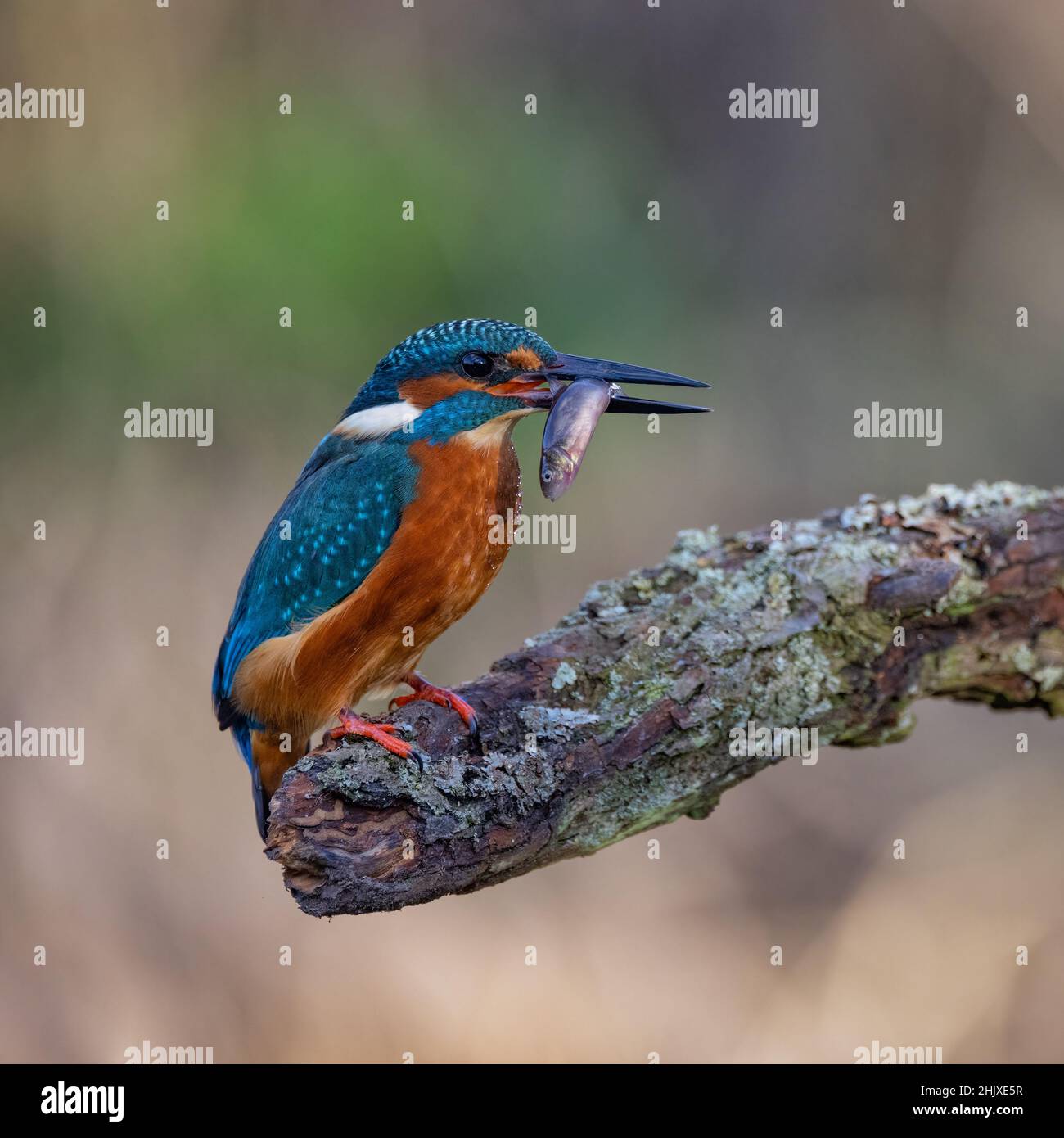 Kingfisher uses a perch to dive from to catch its prey from a local stream in the English countryside. Stock Photo