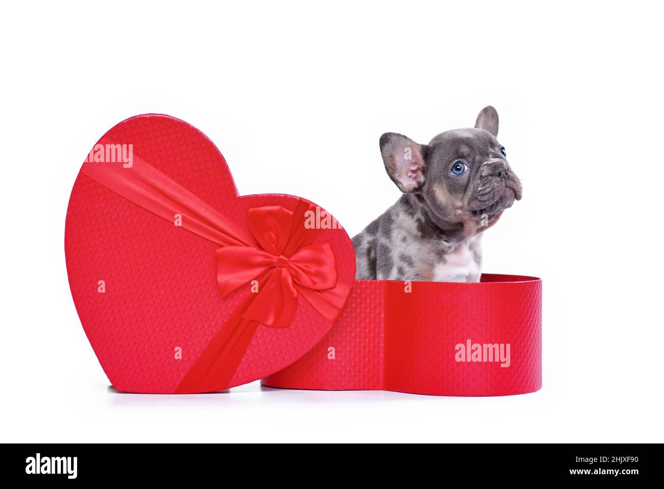 French Bulldog dog puppy in Valentine's Day gift box in shape of red heart on white background Stock Photo