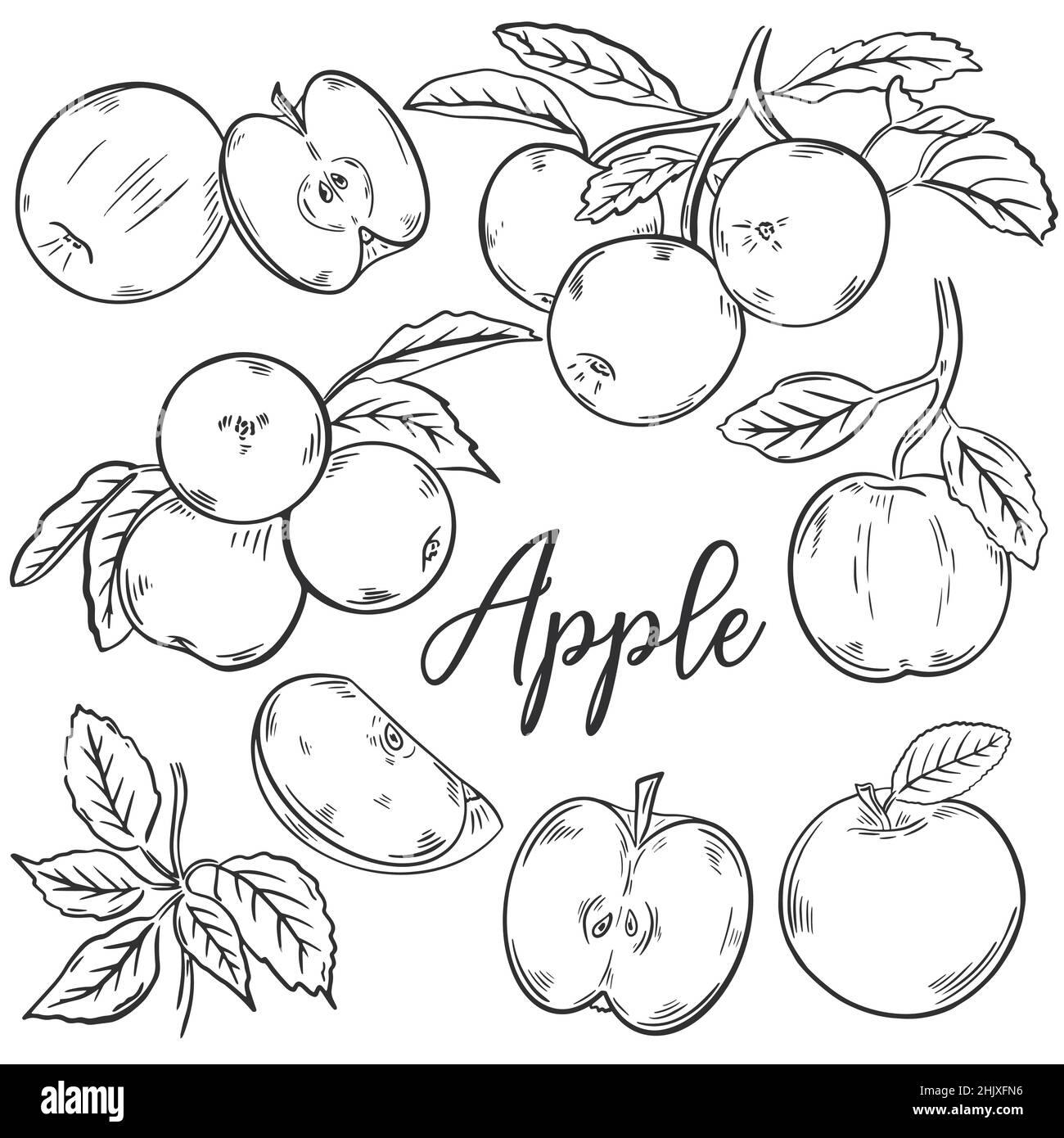 Apples sketch hand drawn set Stock Vector