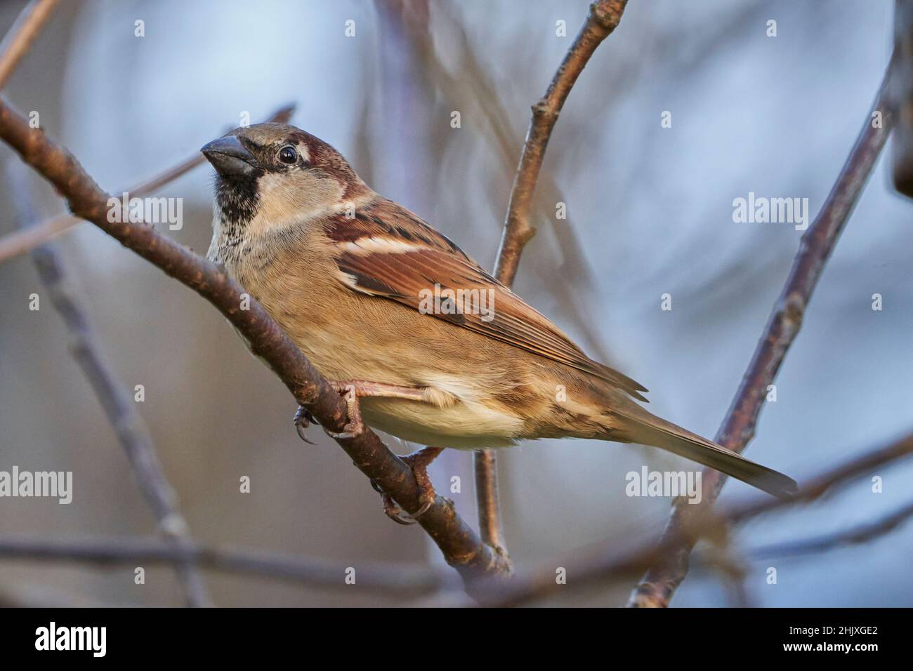 Adult house sparrow in UK garden Stock Photo