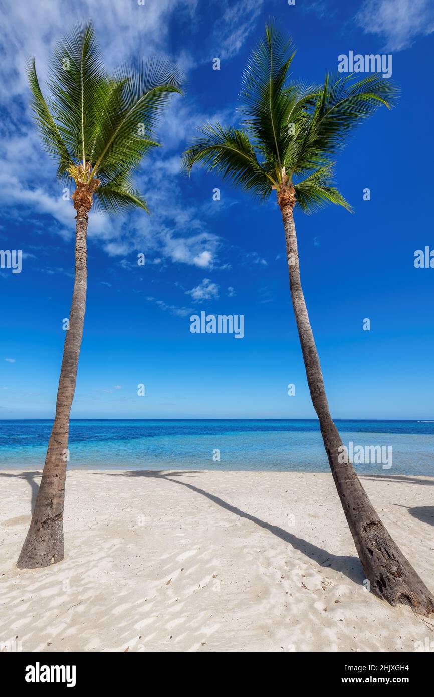 Tropical sunny beach with coconut palm trees and turquoise sea Stock ...