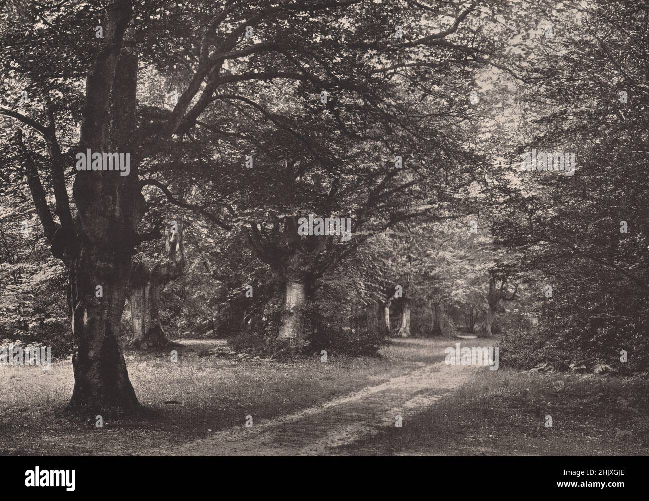 Burnham Beeches near seven way plain. Buckinghamshire (1932) Stock Photo
