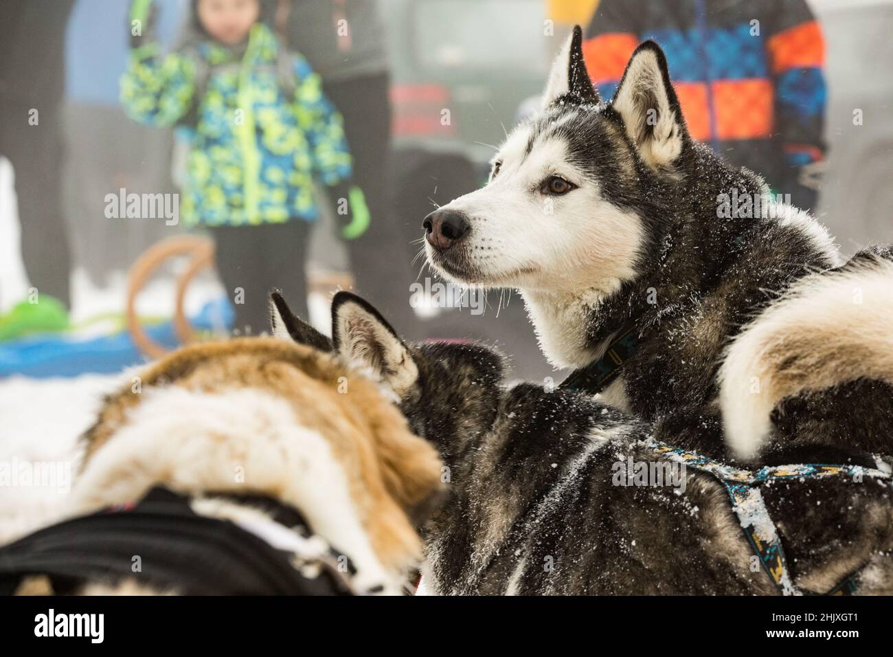 Czech mountain dog, close-up portrait of a frozen dog. Feeding a dog in winter. Hoarfrost on the dog's mustache. Winter sled dog races. Stock Photo