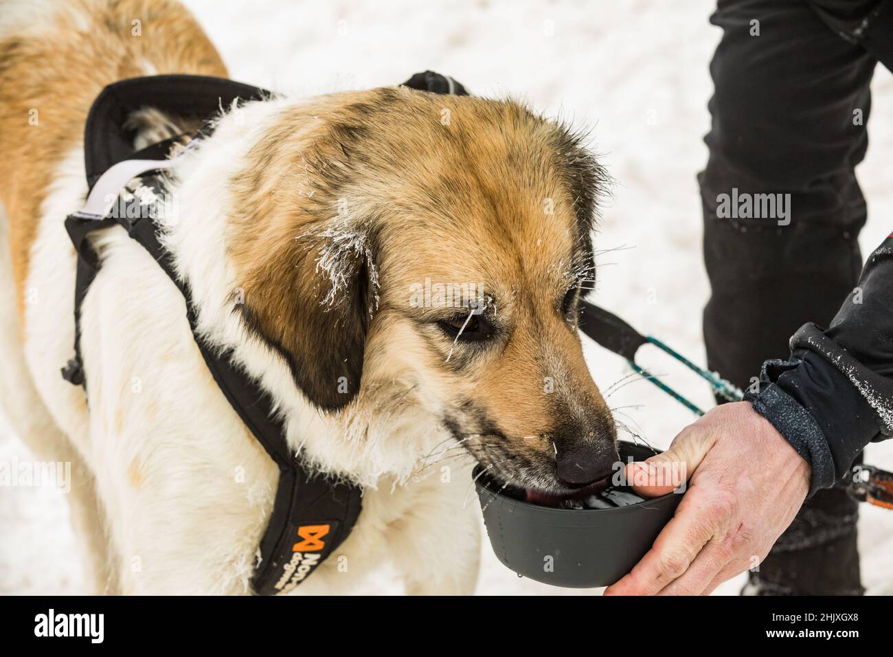 Czech mountain dog, close-up portrait of a frozen dog. Feeding a dog in winter. Hoarfrost on the dog's mustache. Winter sled dog races. Stock Photo