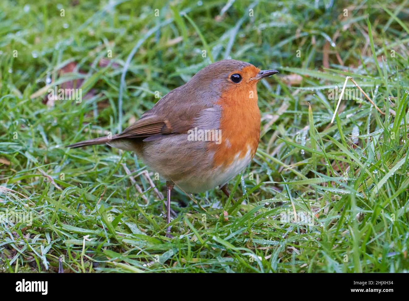 Adult Robin on the ground taken in South Wales in Winter. Stock Photo