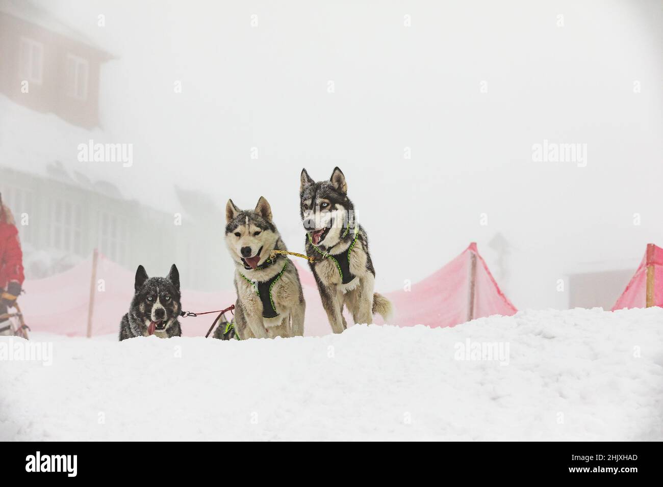 Musher hiding behind sleigh at sled dog race on snow in winter. Sledding with husky dogs in winter czech countryside. Group of hounds of dogs in a tea Stock Photo