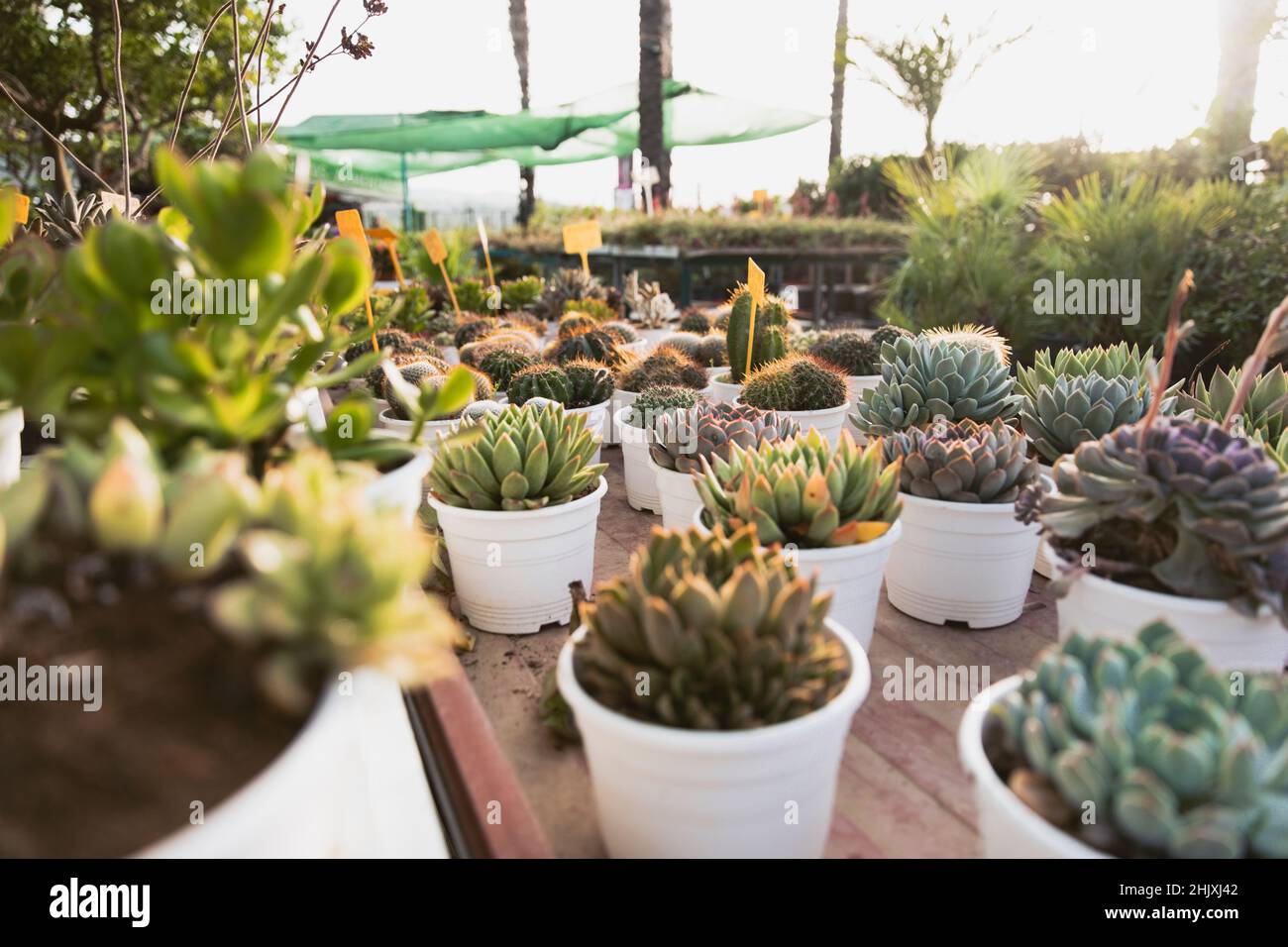 Variety of small potted cactus plants arranged in garden center Stock
