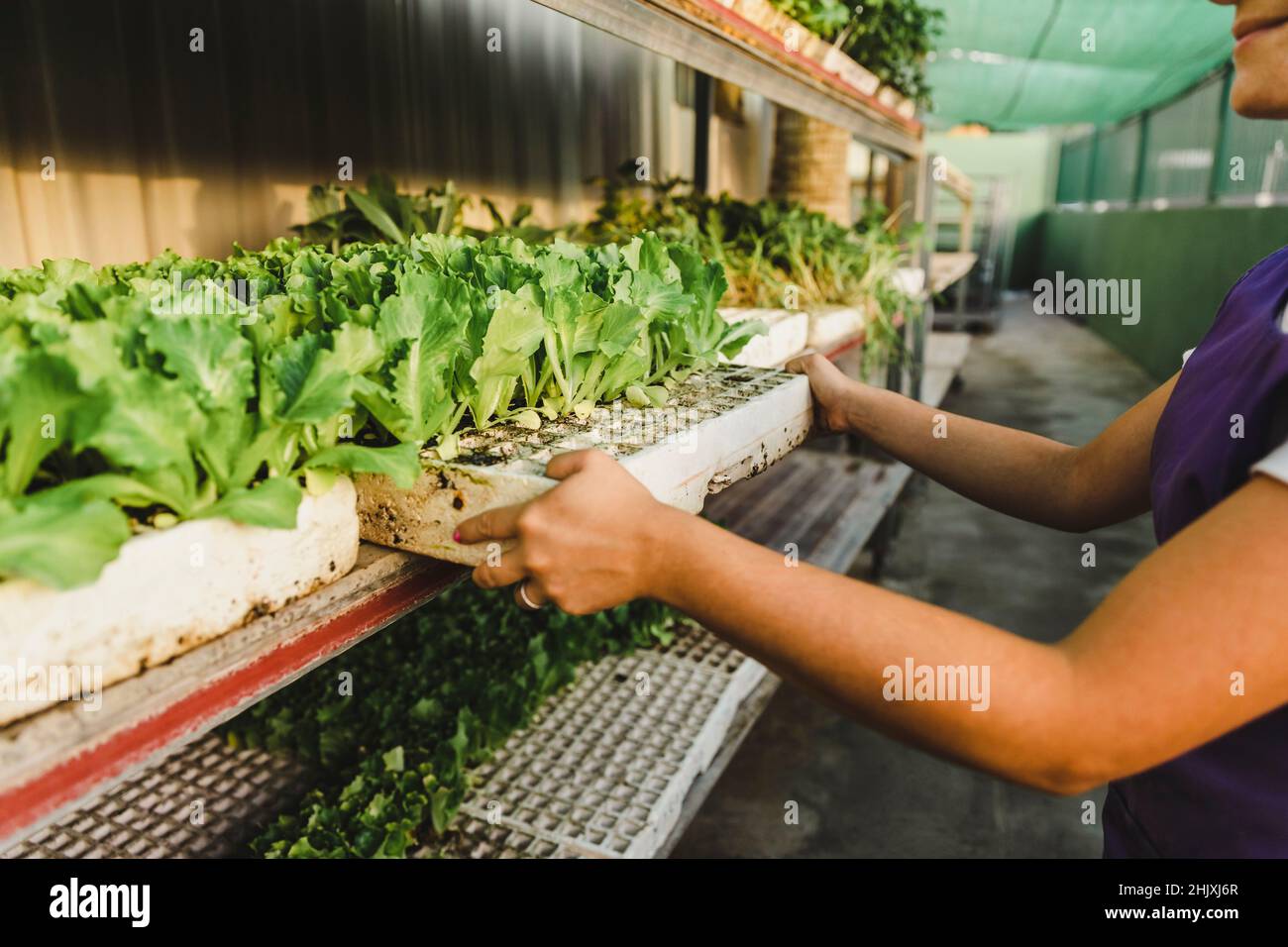 Midsection of female entrepreneur carrying plants at garden center Stock Photo