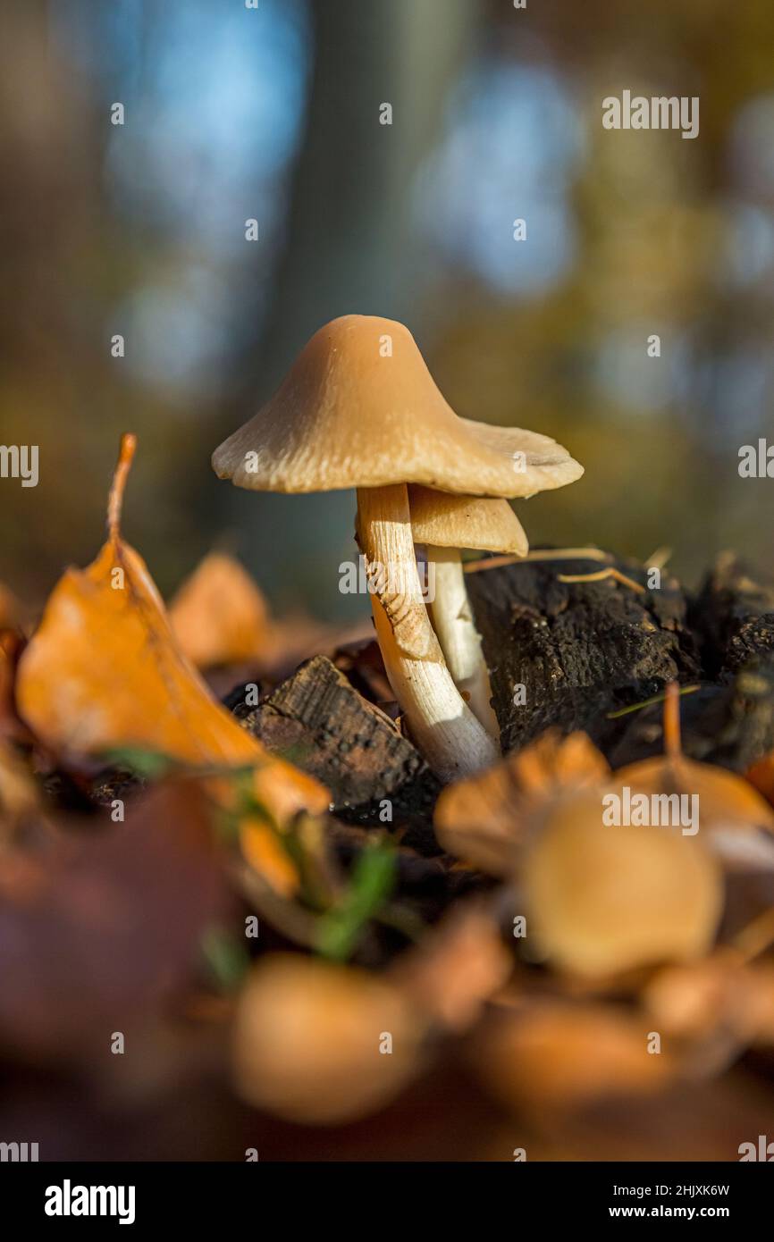 Giant fake mushrooms hi-res stock photography and images - Alamy