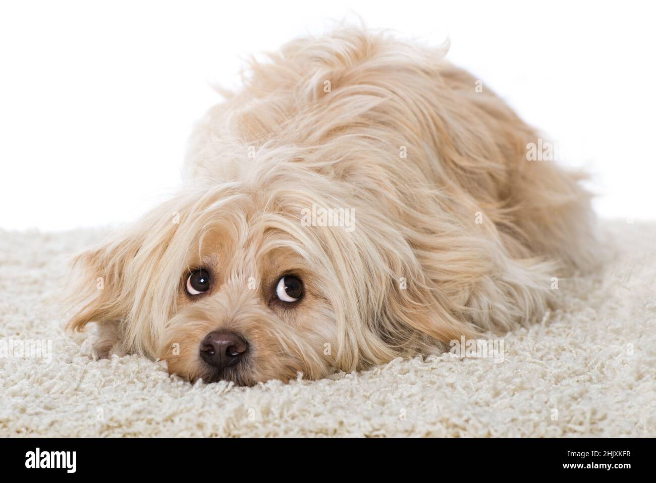 Cute mixed breed dog isolated on white Stock Photo - Alamy