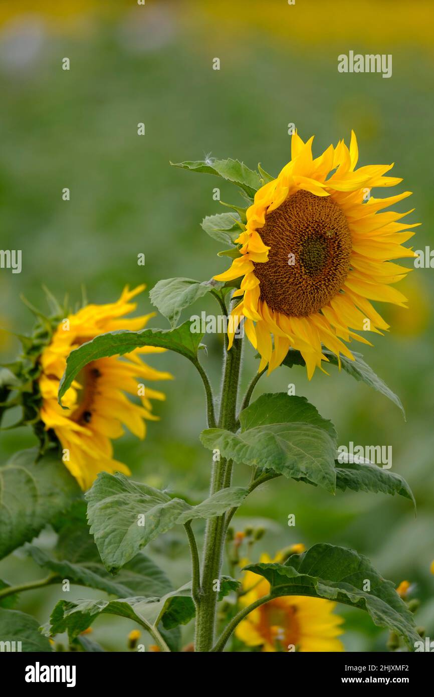 Sunflowers are usually tall annual or perennial plants that in some species can grow to a height of 300 cm (120 in) or more. They bear one or more wid Stock Photo