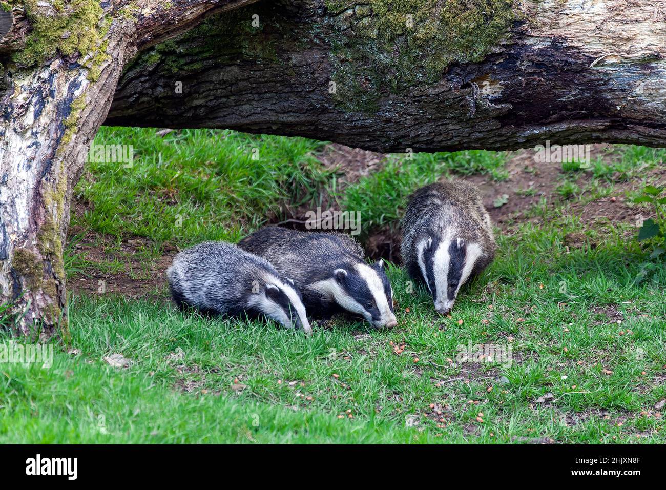 Badger sow and cubs animal family feeding in a woodland forest, stock photo image Stock Photo