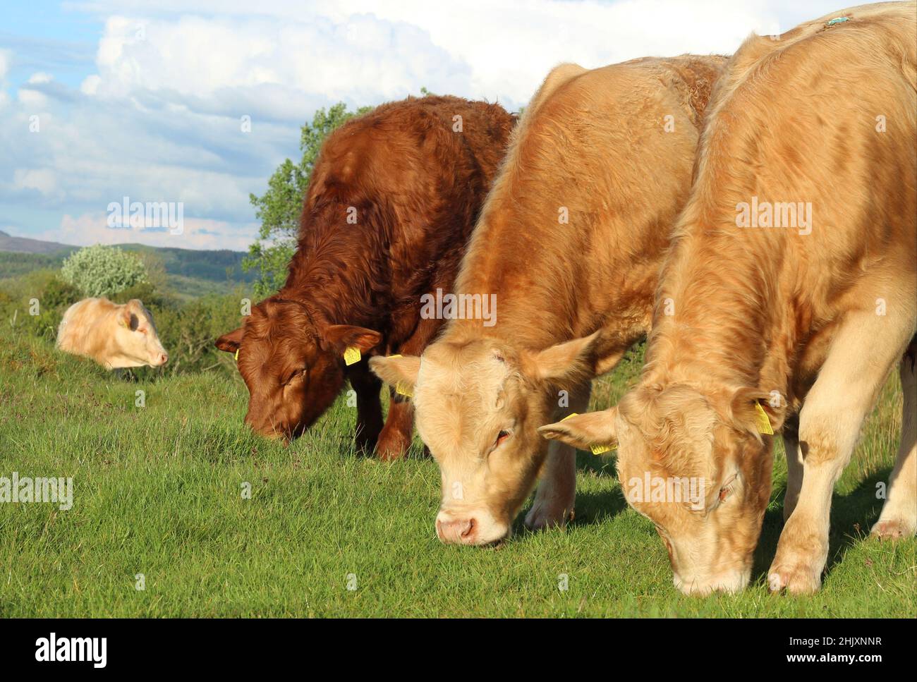 Charolais and Limousin breed cattle grazing in field on farmland in rural Ireland Stock Photo
