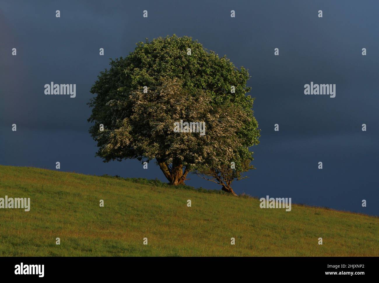 Whitebeam tree on hill slope against backdrop of overcast sky in field in rural Ireland Stock Photo