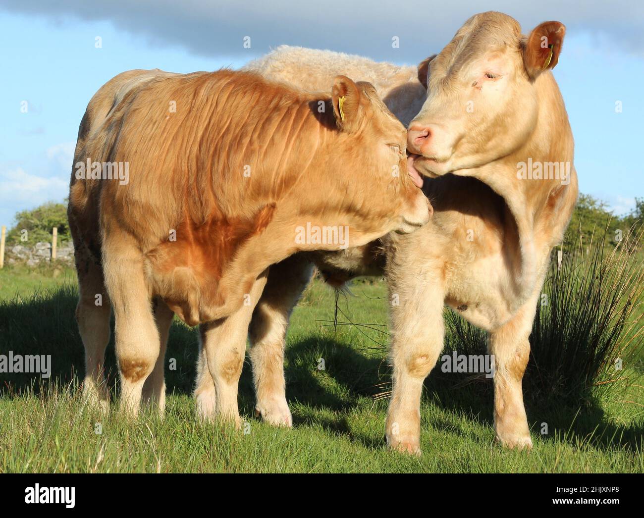 Two Charolais breed cattle - one grooming another - on farmland in rural Ireland Stock Photo