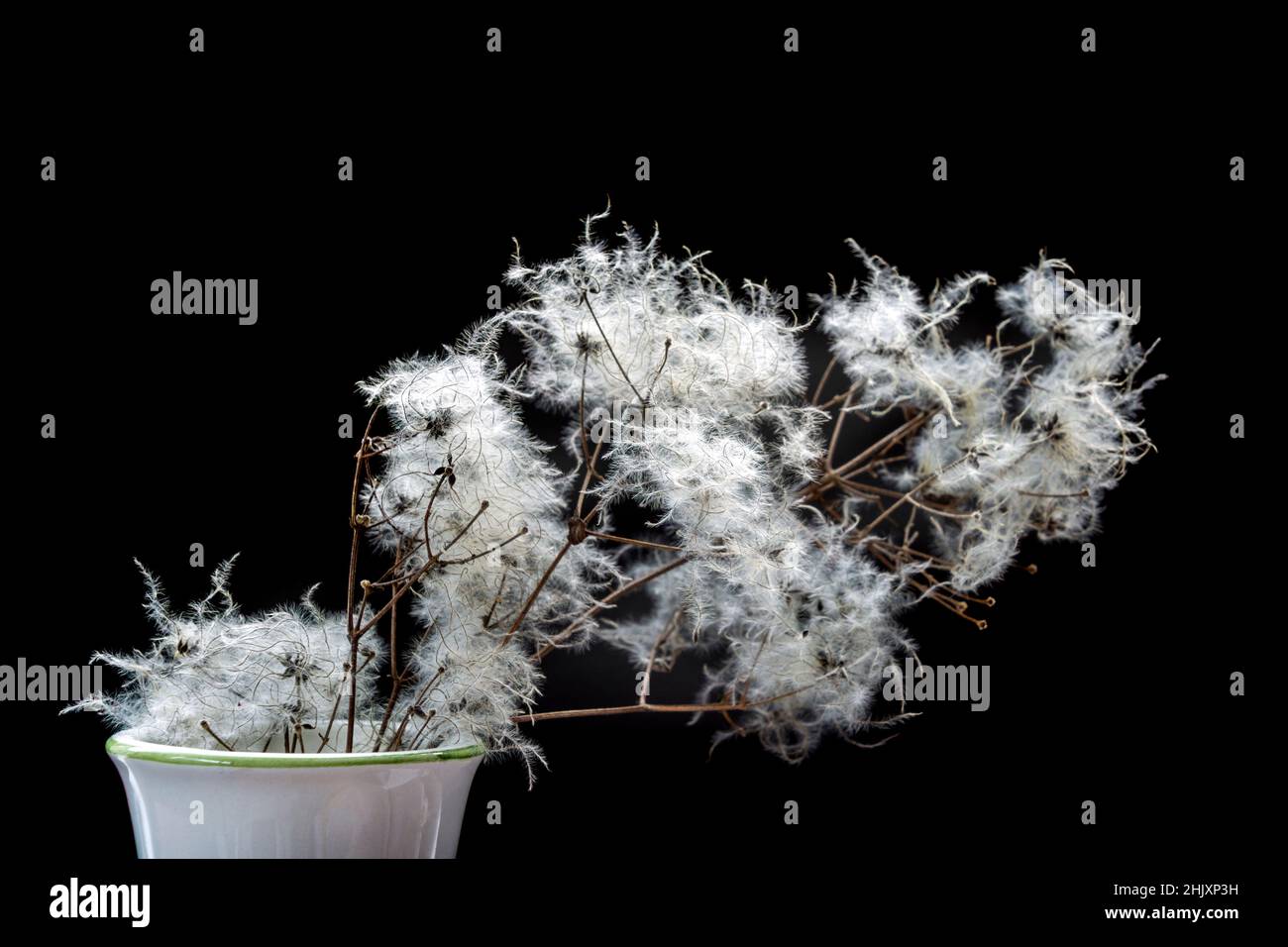 Old Man's Beard  seed heads in a vase. The seeds are very light and feathery and belong to the clematis family. Stock Photo