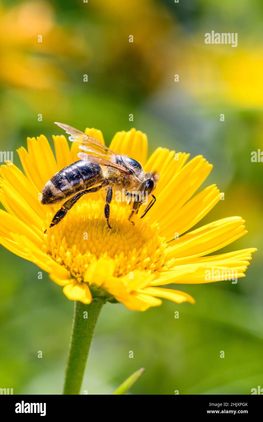 Bee - Apis mellifera - pollinates a blossom of the ox-eye- Buphthalmum salicifolium. Buphthalmum salicifolium is a species of flowering plant in the a Stock Photo