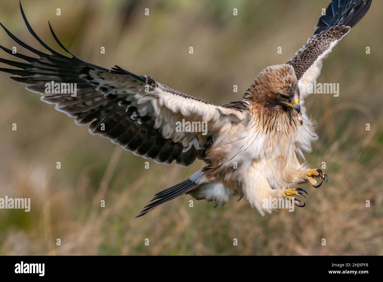 Booted eagle, Hieraaetus pennatus, landing Stock Photo - Alamy