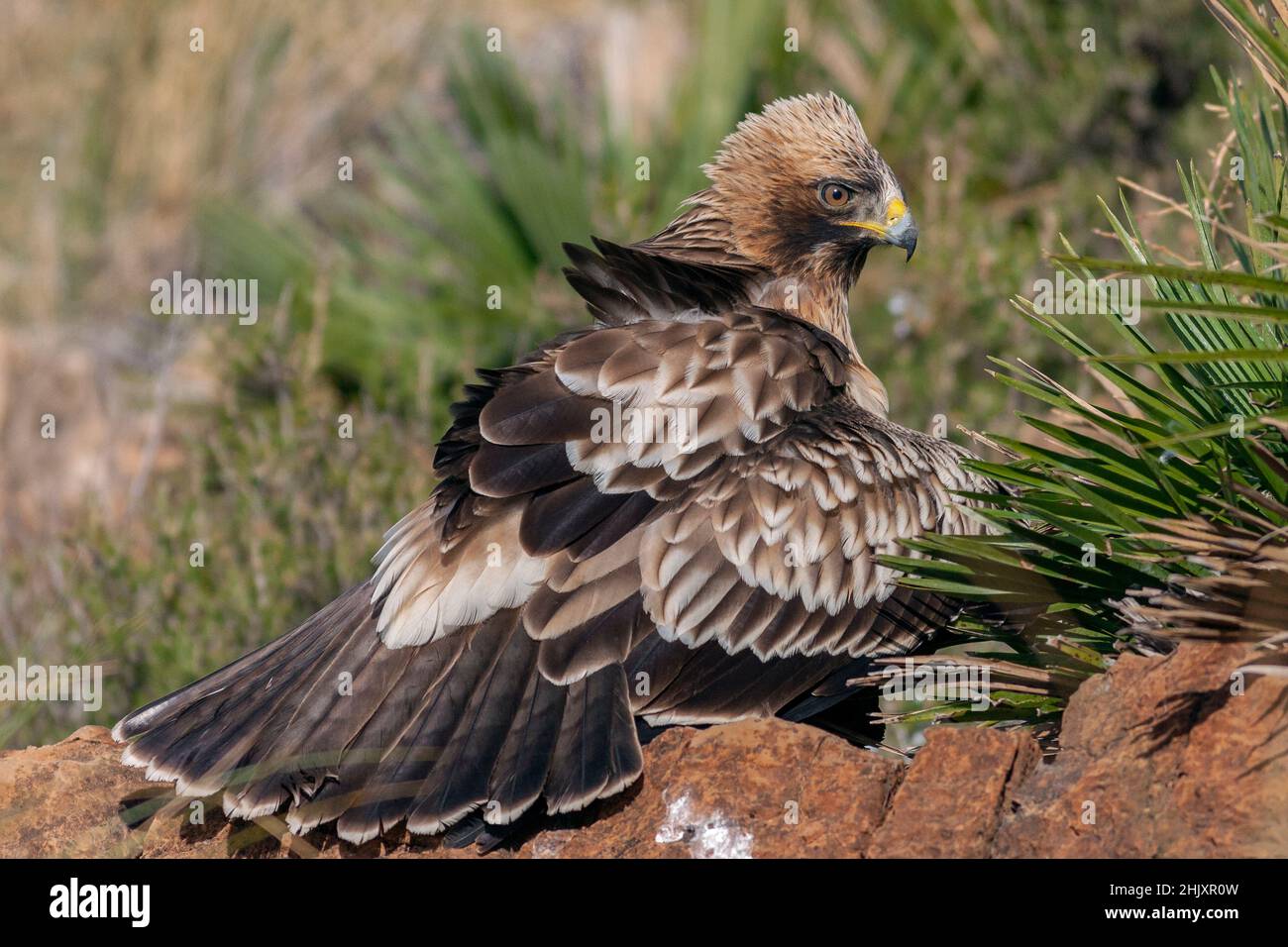 Booted eagle, Hieraaetus pennatus Stock Photo - Alamy