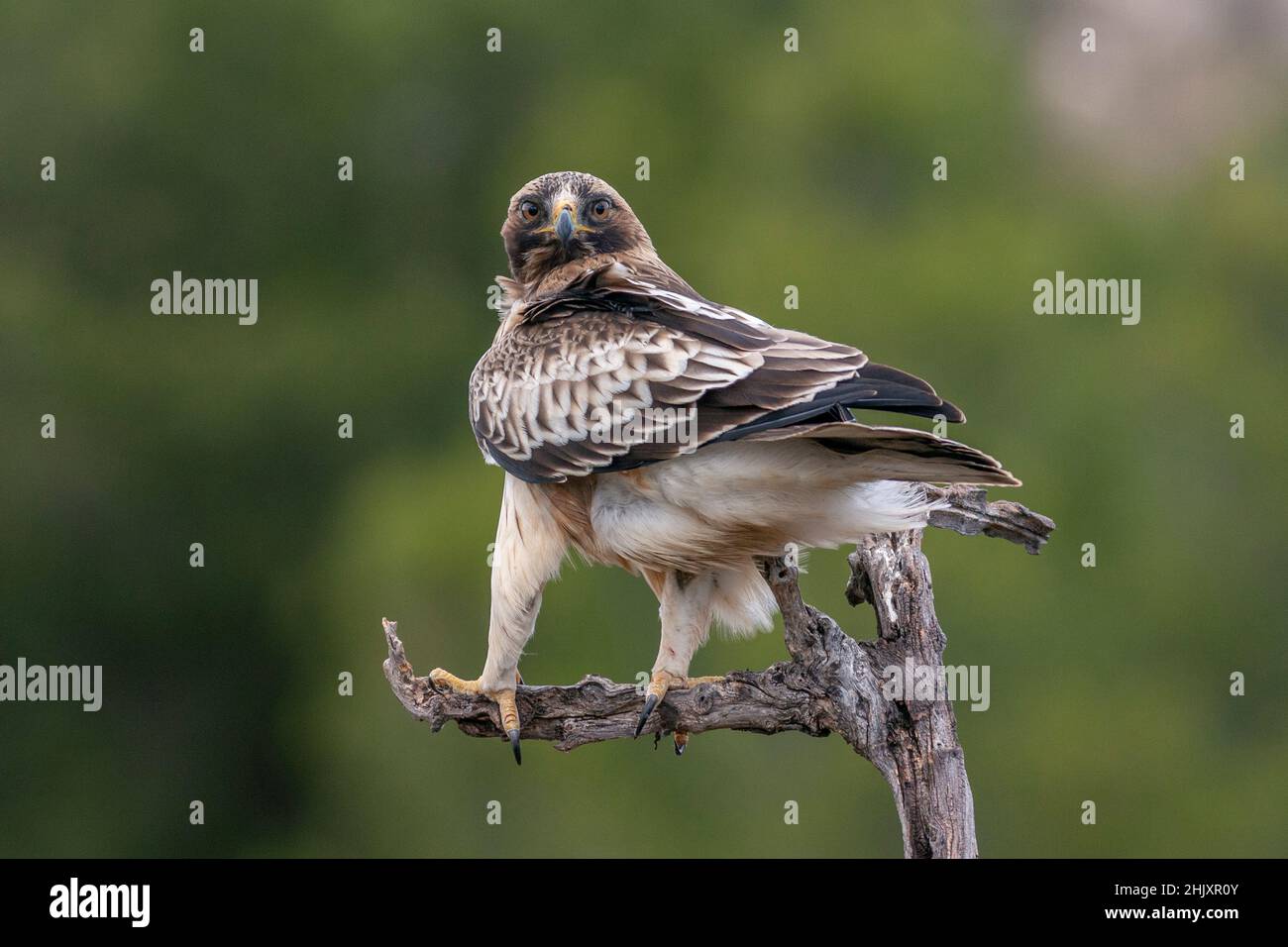 Booted eagle, Hieraaetus pennatus Stock Photo - Alamy