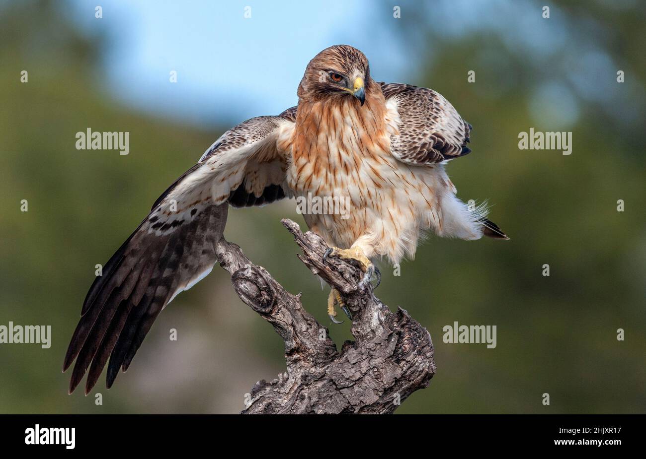 Booted eagle, Hieraaetus pennatus Stock Photo - Alamy