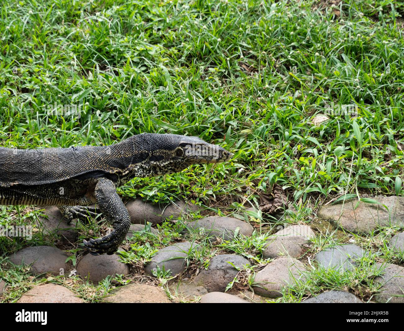 Pictures of a Monitor lizards, a large lizards in the genus Varanus Stock Photo Alamy