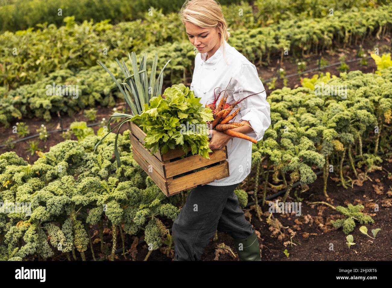 Female chef leaving an agricultural field with a variety of freshly picked vegetables. Self-sustainable female chef carrying a crate full of fresh pro Stock Photo