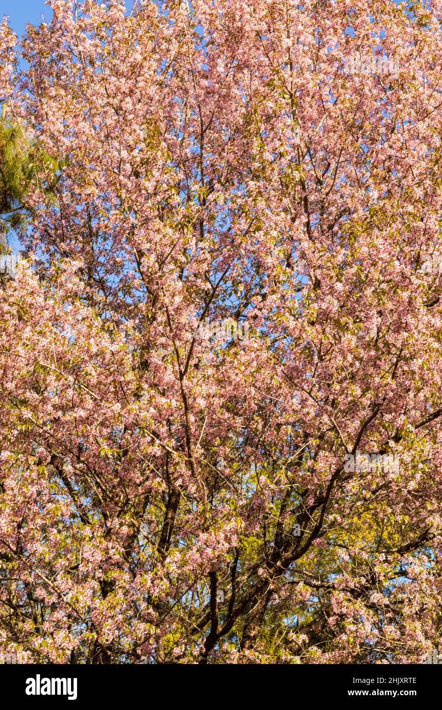 cherry blossom tree at afternoon from different angle image is taken at shillong meghalaya india. Stock Photo