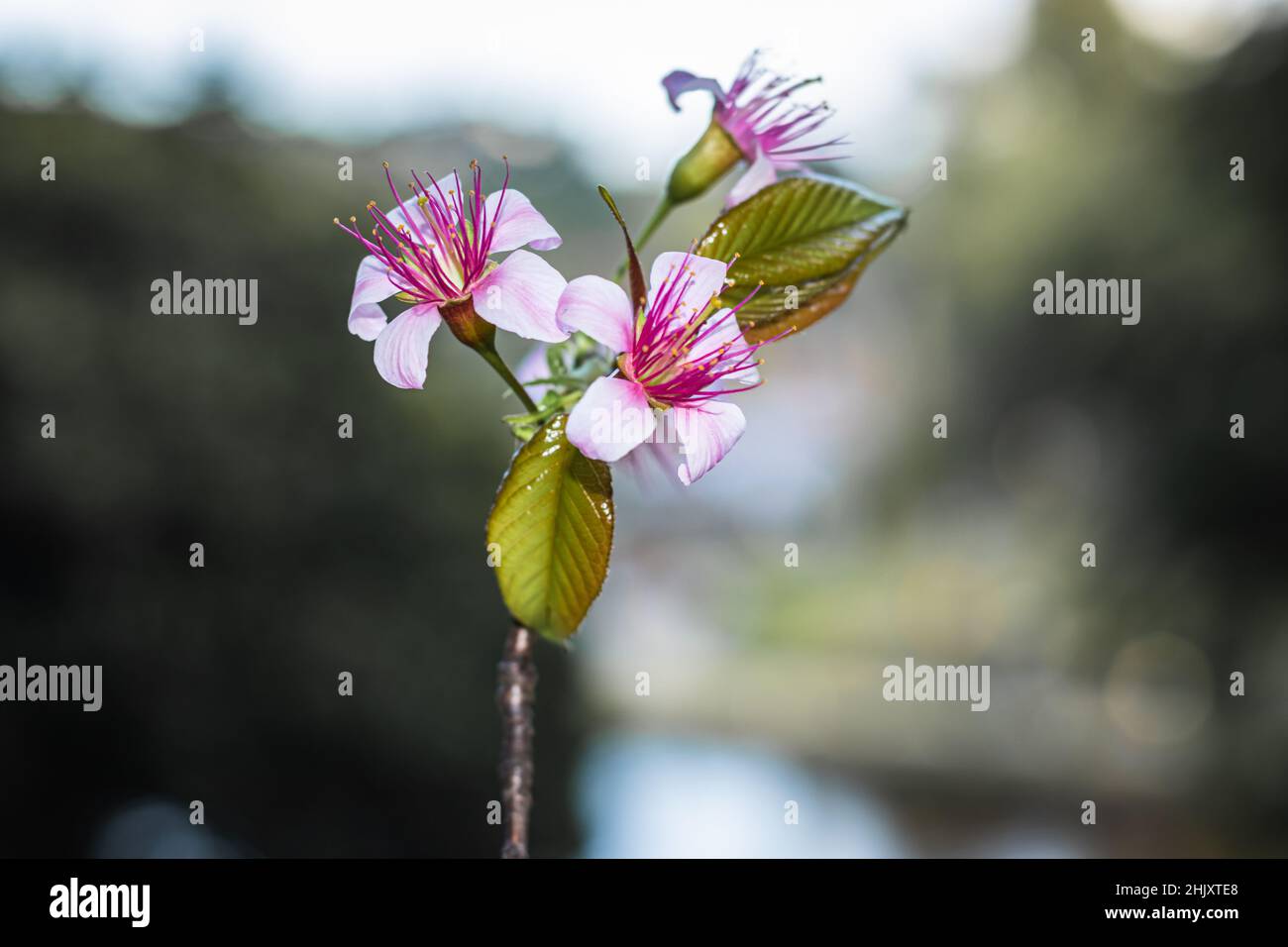 pink cherry blossom flowers with blurred background at afternoon image is taken at shillong meghalaya india. Stock Photo