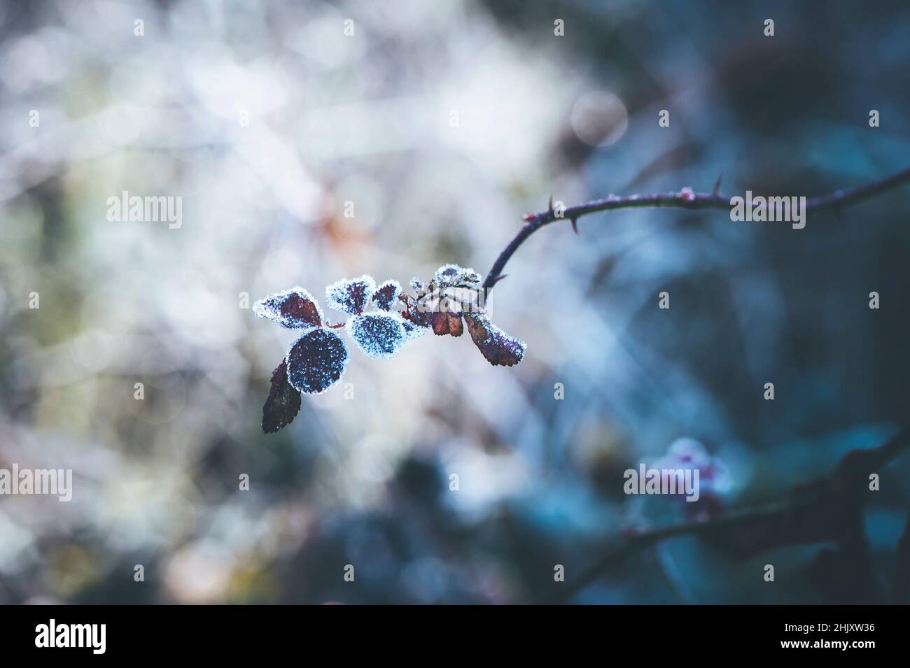 Winter plant leaves with dew Stock Photo